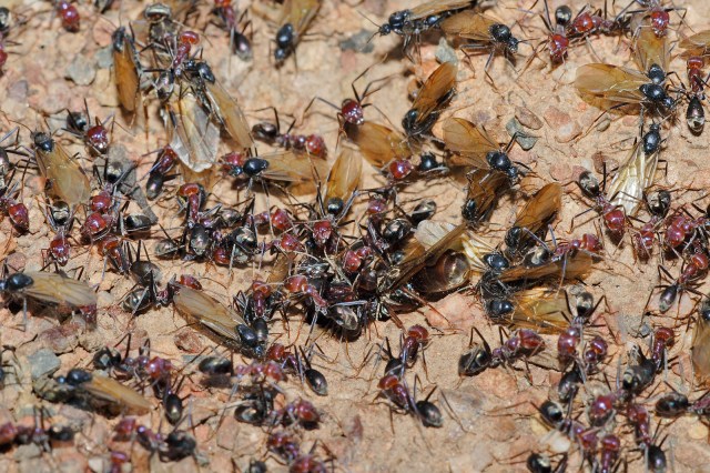 Ant Nest